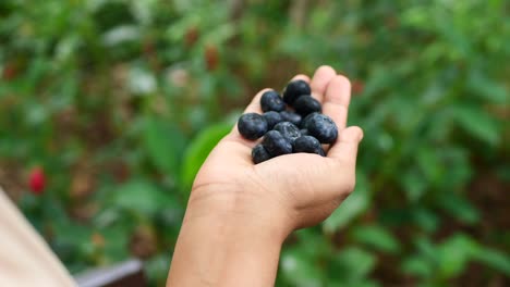 blueberries in hand