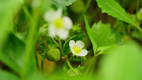 strawberry plant in early bloom with visible white flower and lush green foliage