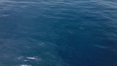 dolphins surfacing briefly in deep blue water near maldives coral, aerial top shot above orbit