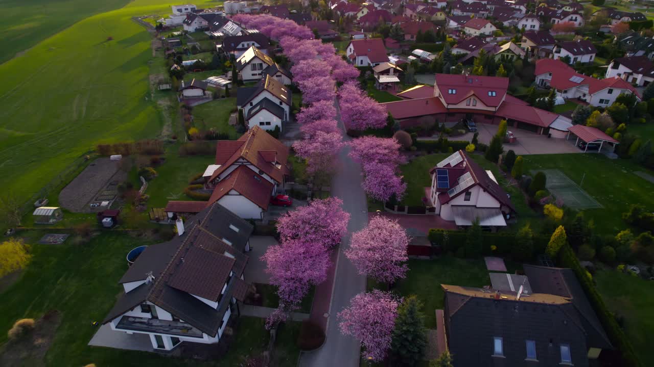 사쿠라와 체리 꽃이 길을 가로지르고, 해가 지는 도시에서 집과 부동산