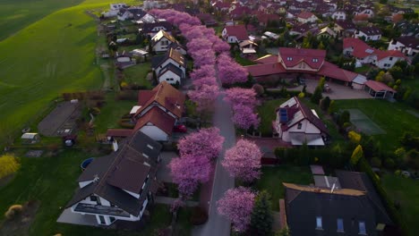 sakura and cherry blossoms lining the road, houses and real estate in the city at sunset