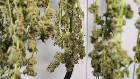 tiro de carro de secado de plantas de cannabis en una tienda de cultivo