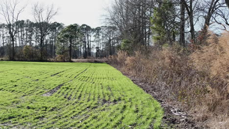 campo de cultivo en invierno