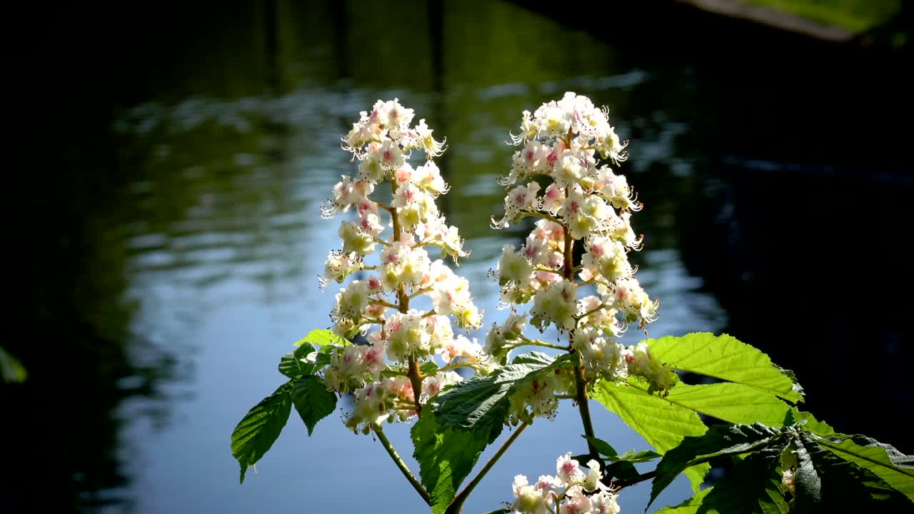꽃이 피는 나무 (chestnut tree) - 꽃과 녹색 잎이 있는 나물의 가지.