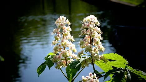 castaño chromakey. castaño en flor. ramas balanceadas inflorescencia castaño. croma día soleado. las ramas del castaño con flores y hojas verdes