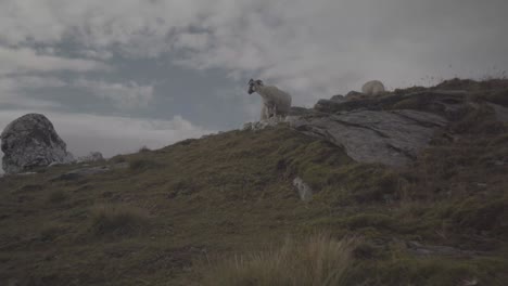 group of sheep in the green grassy mountains of loch lomonds national park in scotland uk running