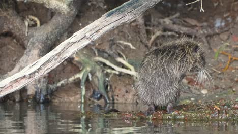 Nutria-Individual-Infestada,-Myocastor-Coypus,-Parada-En-La-Orilla-Del-Río,-Limpiando-Y-Rascando-Su-Cuerpo-Con-Picazón-Con-Sus-Pequeñas-Garras-En-Un-Ambiente-Pantanoso-Durante-El-Día