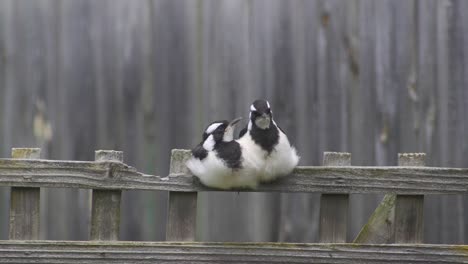 Magpie-lark-Mudlark-Juveniles-Perched-Sat-Together-On-Fence-Trellis-Australia-Maffra-Gippsland-Victoria-Slow-Motion