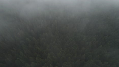 Top-down-tree-tops-surrounded-by-grey-clouds-in-Bosnian-forest