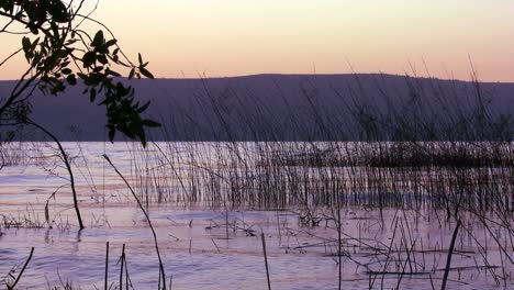 Schöne-Gräser-Wachsen-Im-See-Genezareth-Im-Schein-Des-Sonnenuntergangs-2