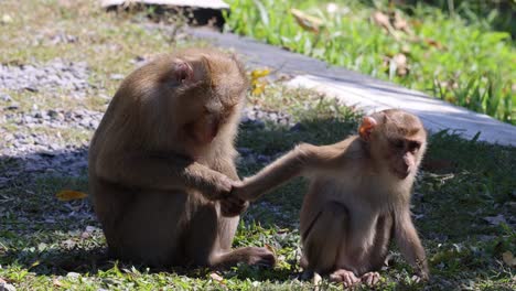 two monkeys interact and groom each other.