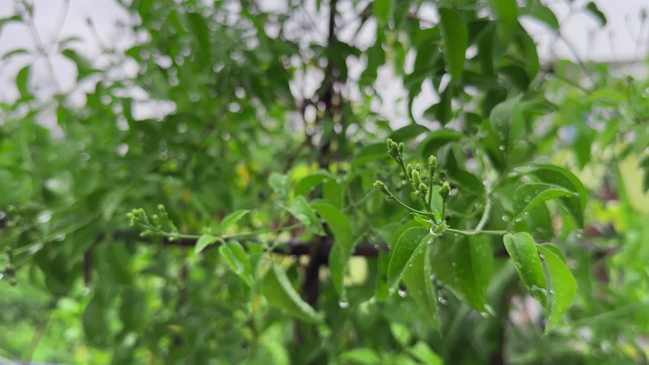 Raindrops gather on fresh garden leaves, one drop breaking free from the corner