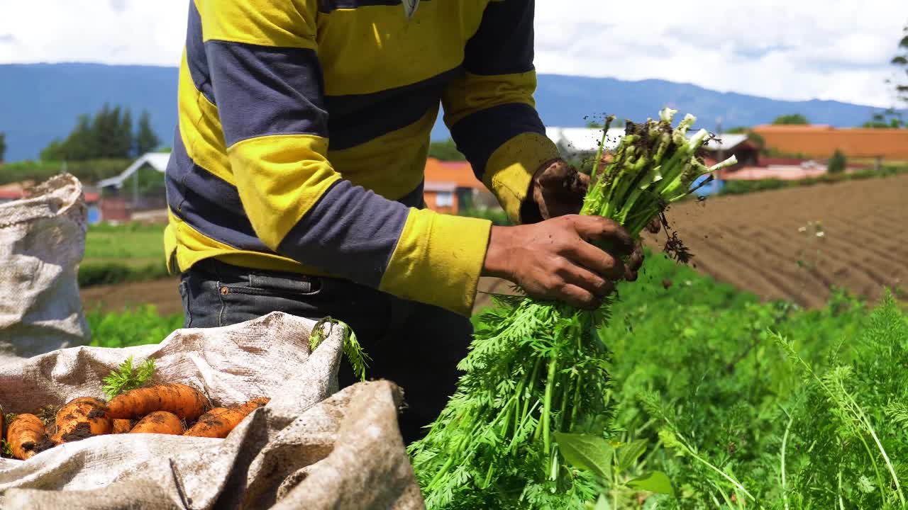 un agricultor en el trabajo, separando las raíces de zanahoria de la parte verde y la tierra, y recogiéndolas en un gran saco