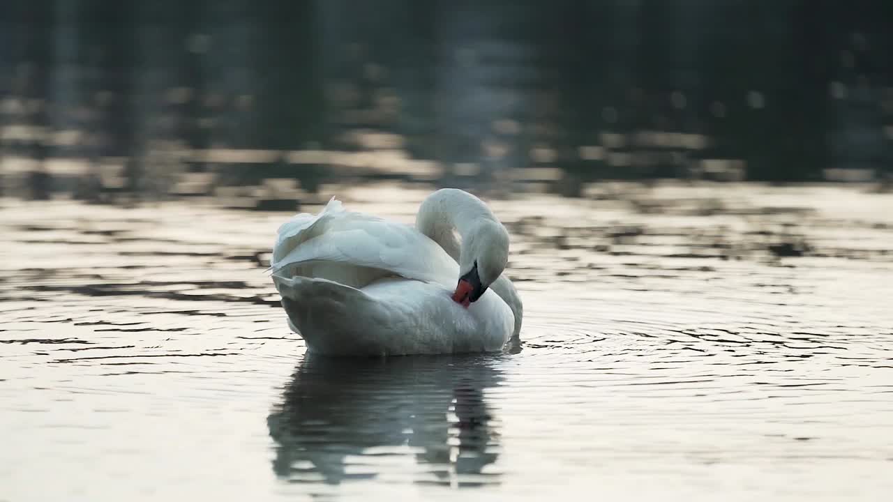 Swan grooming itself on a lake at Nordstrand Bad during sunset in Oslo, Norway.mp4
