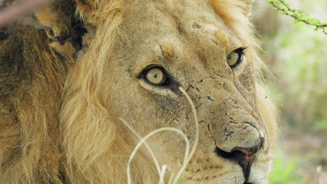primer plano extremo de un león macho sacudiendo la cabeza en la reserva central de caza de kalahari en botswana