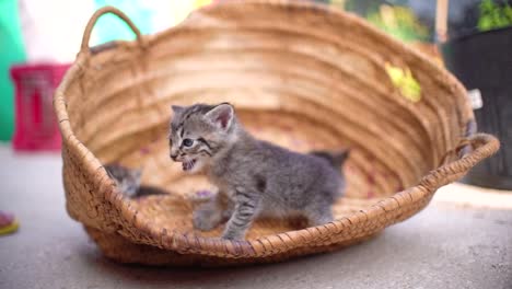 Cute-small-baby-cats-litter-at-basket-learning-to-walk-outdoors