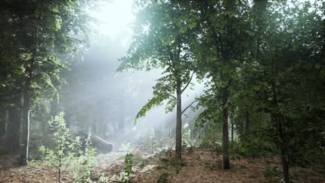 Mystical-wood-in-the-foggy-morning