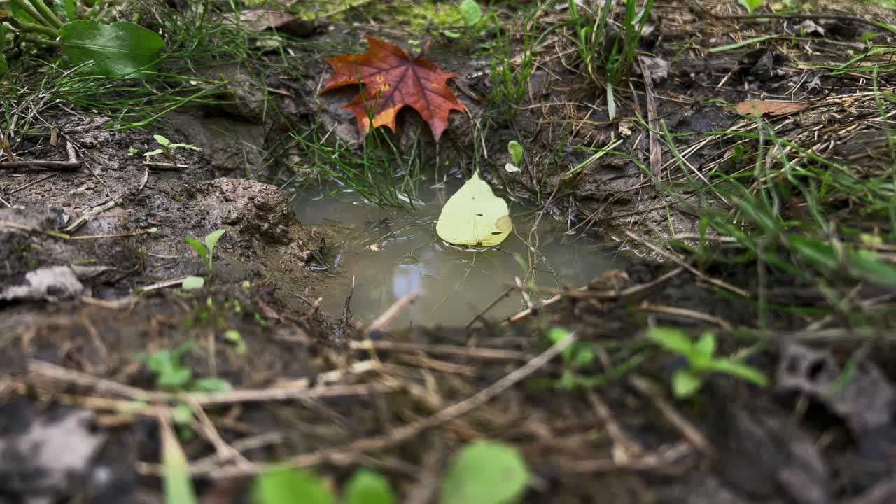Small puddle of water in sandy woodland forest floor formed after fall rains