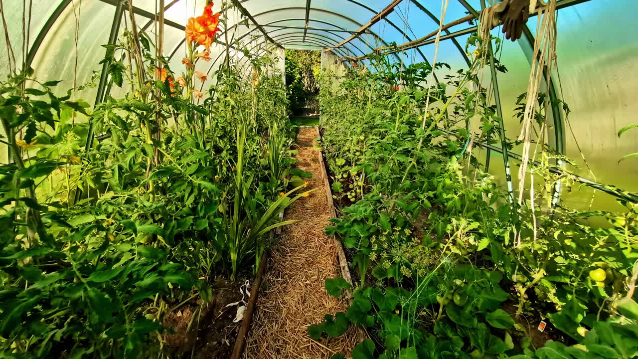 Lush greenhouse in Latvia's countryside, vibrant plants, peaceful growth