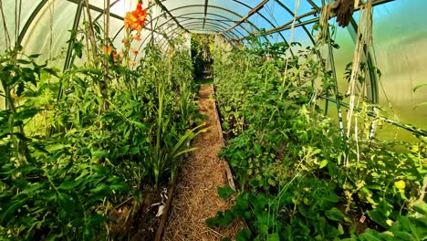 lush greenhouse in latvia's countryside, vibrant plants, peaceful growth