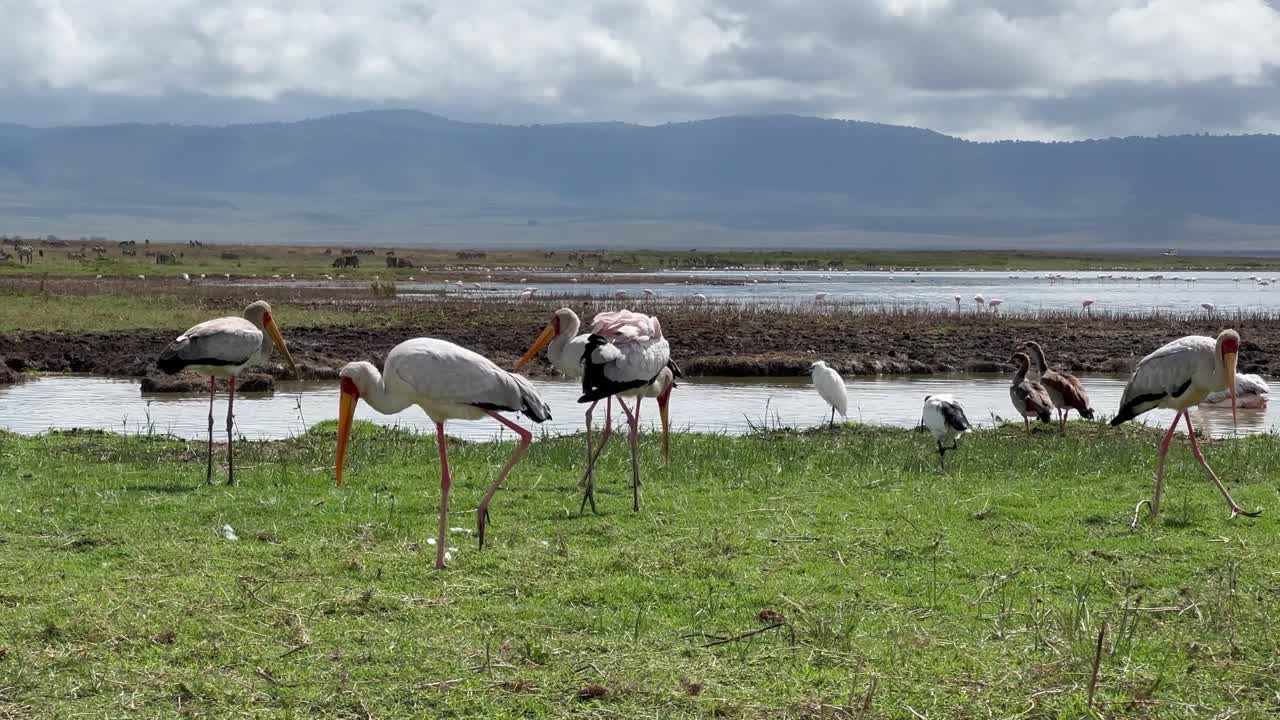 Yellow-Billed Storks walking on the shores of Lake Magadi in Ngorongoro Crater. Tanzania.