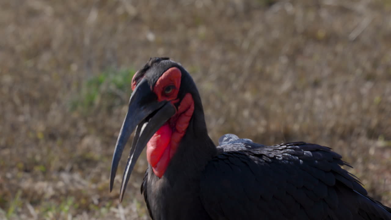 de cerca de un hornbill de tierra del sur, un pájaro muy raro y grande, caminando a través de la sabana del parque nacional kruger, en sudáfrica