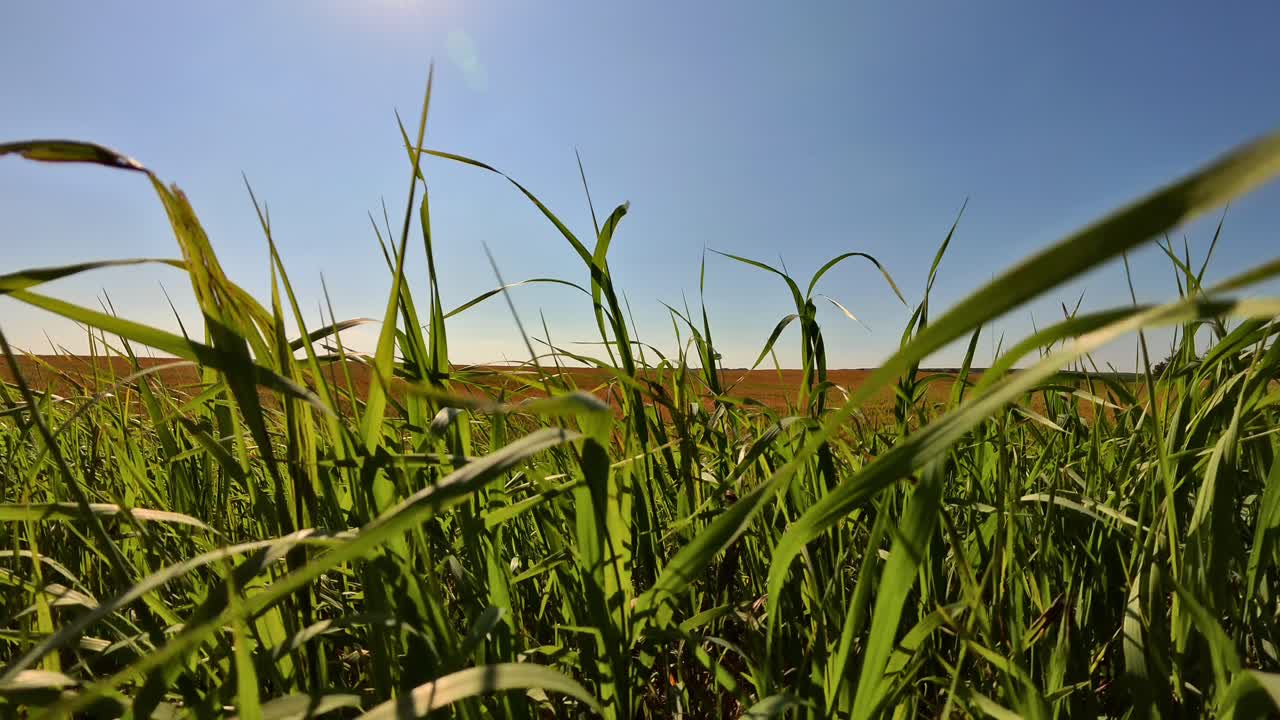 el campo de hierba verde exuberante se balancea en la brisa