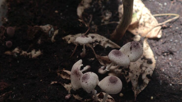 Close UP shots of Lepiota mushrooms Growing in Brown Soil and Dead Leafs