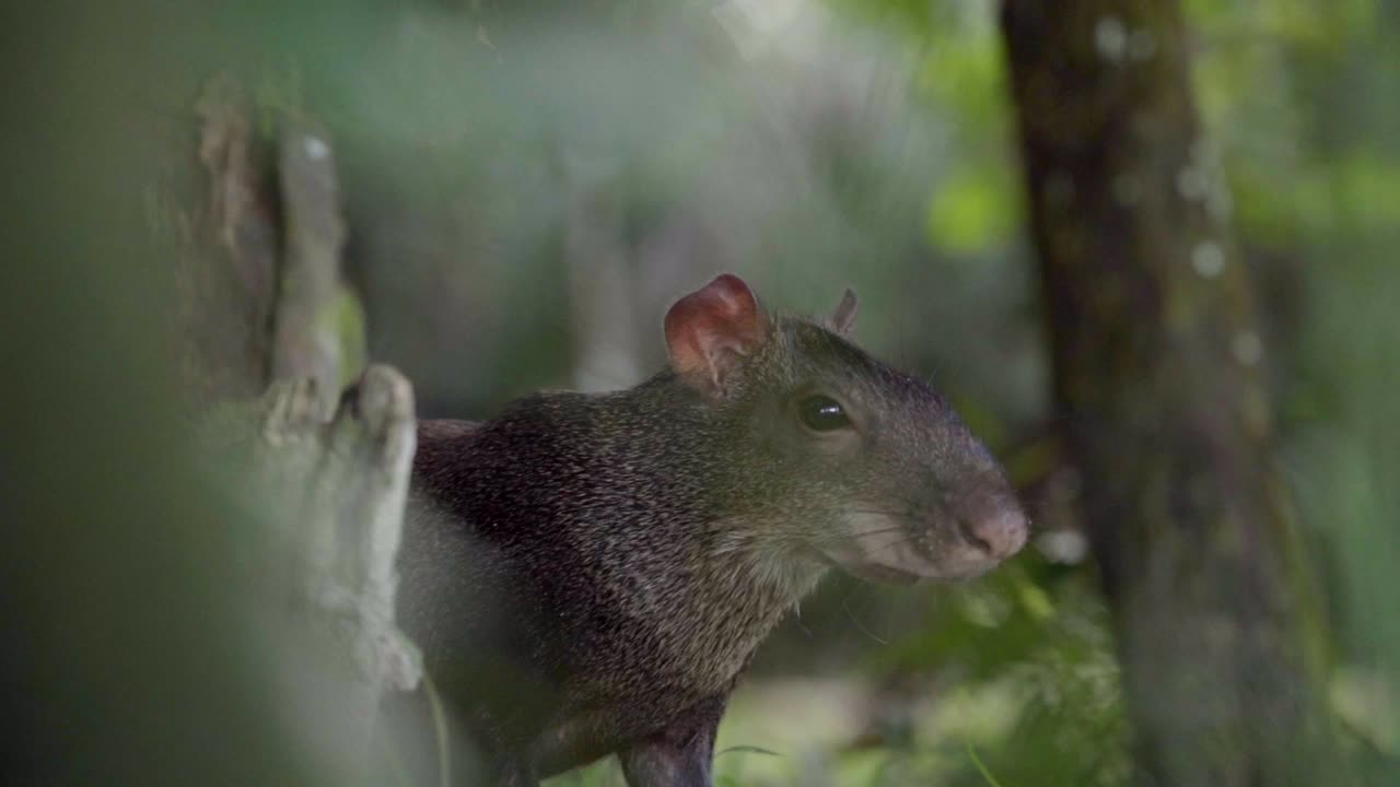 自然の生息地にいるアカオアグーチ