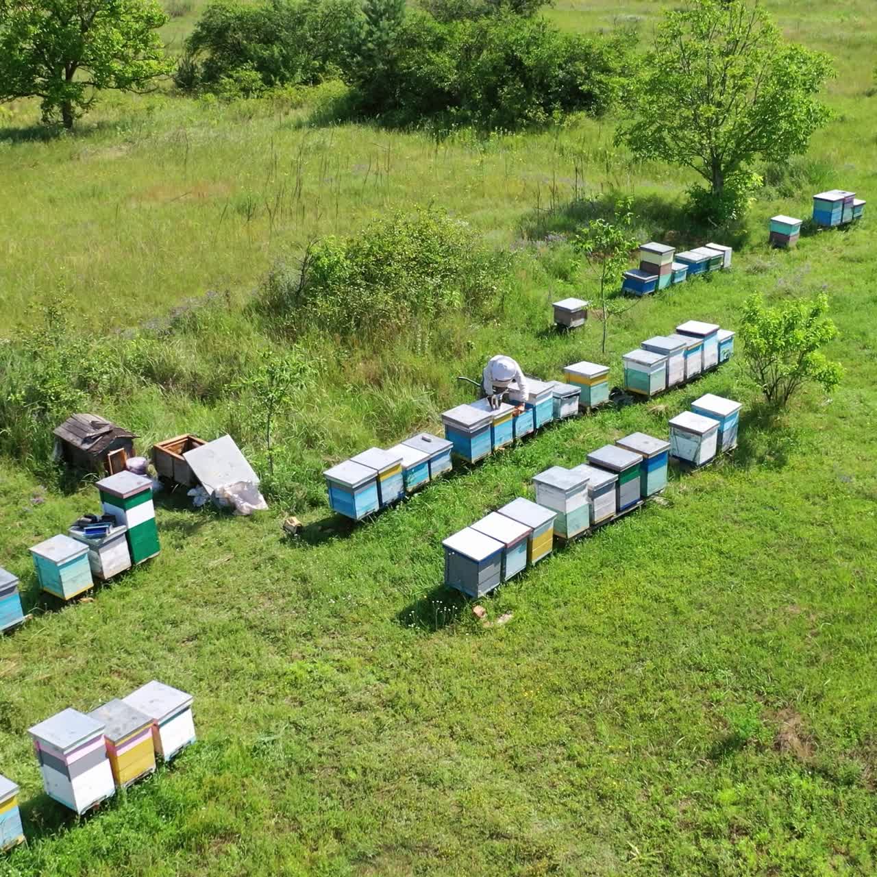 Apiculture in summer. Rows of wooden beehives among green nature. Beekeeper works on the apiary. Beekeeping business. Aerial view.