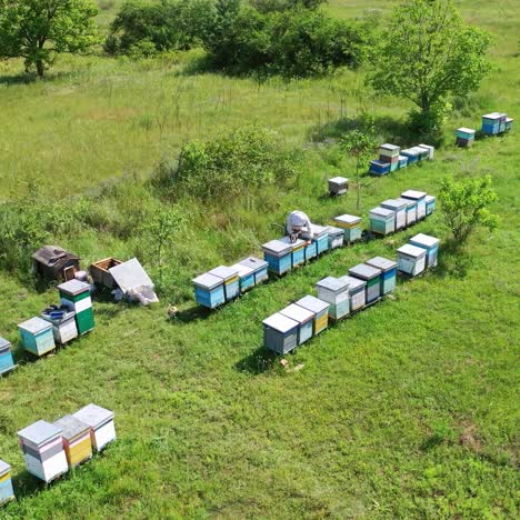 Apiculture in summer. Rows of wooden beehives among green nature. Beekeeper works on the apiary. Beekeeping business. Aerial view.
