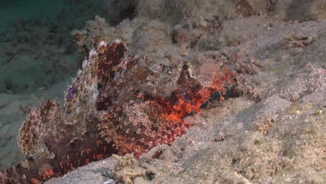 scorpionfish super close up resting on sandy ocean floor