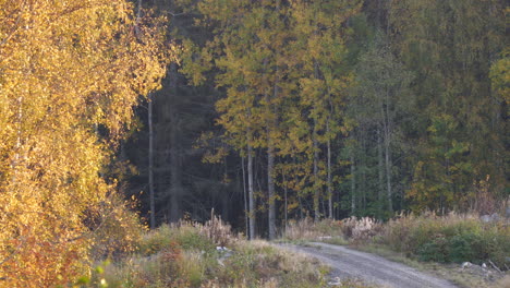 Statische-Aufnahme-Einer-Schmalen-Schotterstraße-Durch-Bunte-Herbstbäume