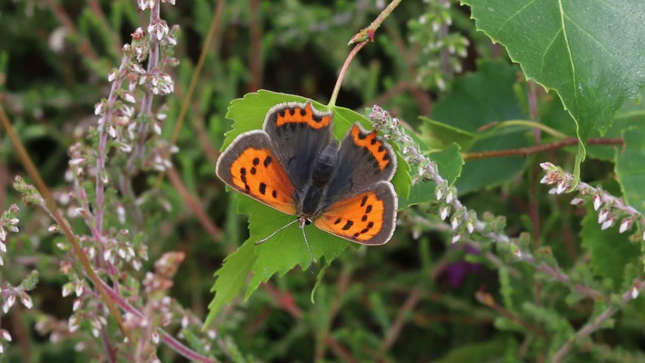 A Small Copper Butterfly, Lycaena phlaeas, perched amongst heather