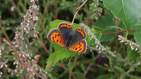 A-Small-Copper-Butterfly,-Lycaena-phlaeas,-perched-amongst-heather