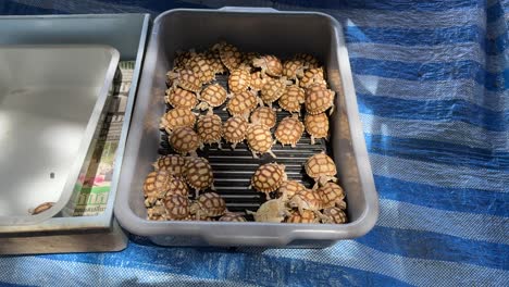 Turtles-crawling-inside-a-container-in-the-local-market