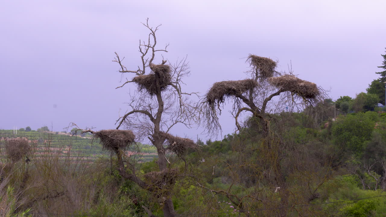 un gran árbol con muchas ramas donde los nidos de cigüeña abandonados permanecen hasta la próxima temporada