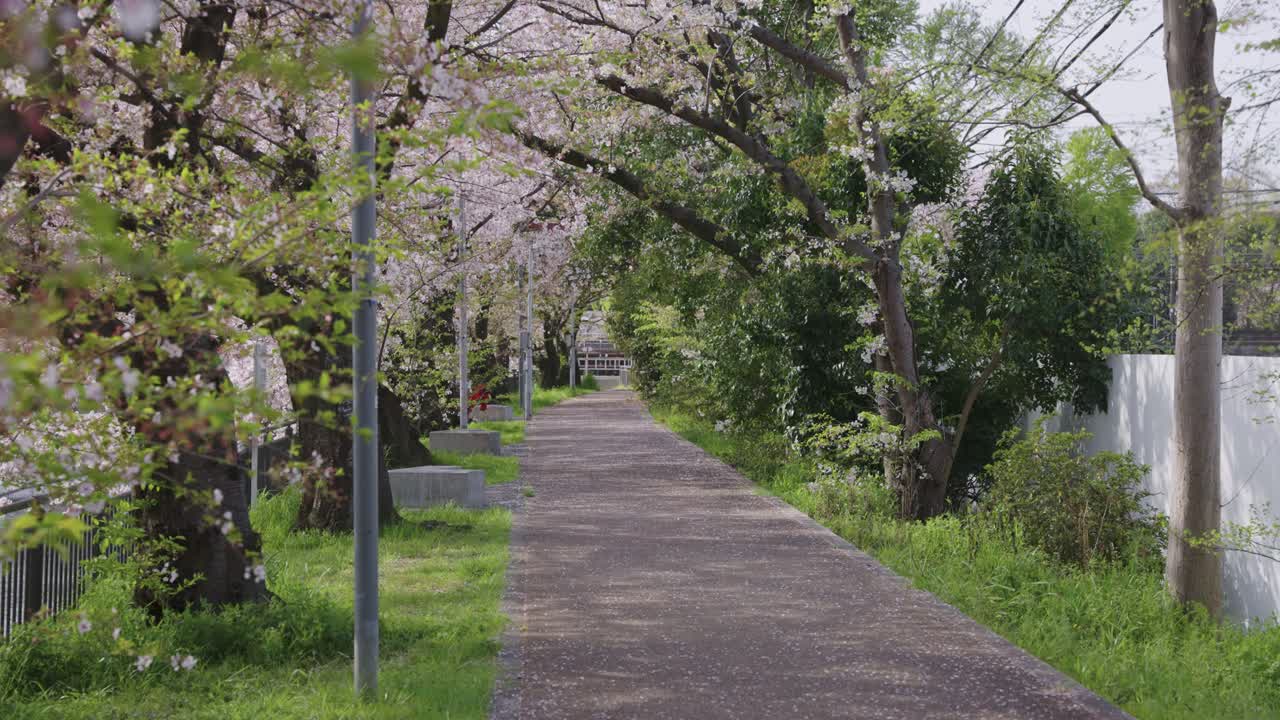Petali di sakura che cadono su un sentiero cittadino di Kyoto, primavera in Giappone.