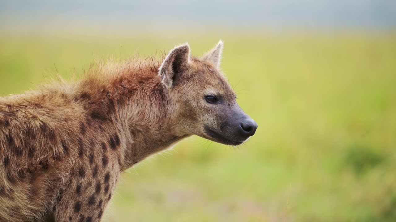 Hyena Close Up Detail Portrait of Face and Head, Kenya Wildlife Safari Animals in Africa in Masai Mara National Reserve, African Masai Mara Kenyan Nature Shot