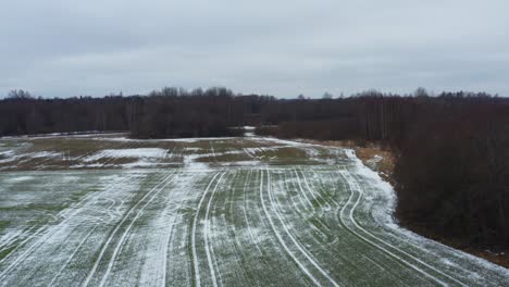 Luftaufnahme-Von-Schwänen,-Die-über-Einem-Grünen-Feld-In-Der-Nähe-Eines-Waldes-Mit-Kahlen-Bäumen-Fliegen