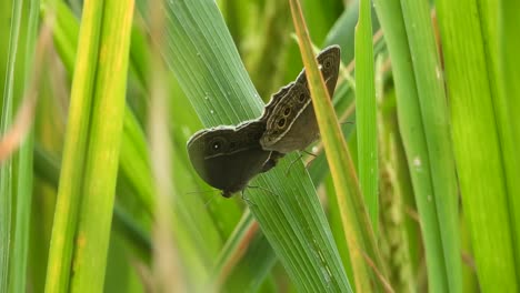 esteras de mariposas - hierba verde