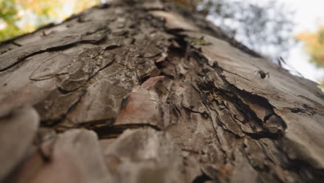 Tronco-De-árbol-De-Coníferas-Con-Hormigas-Corriendo-En-Madera-En-Un-Día-Soleado