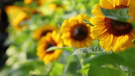 girasoles en un campo