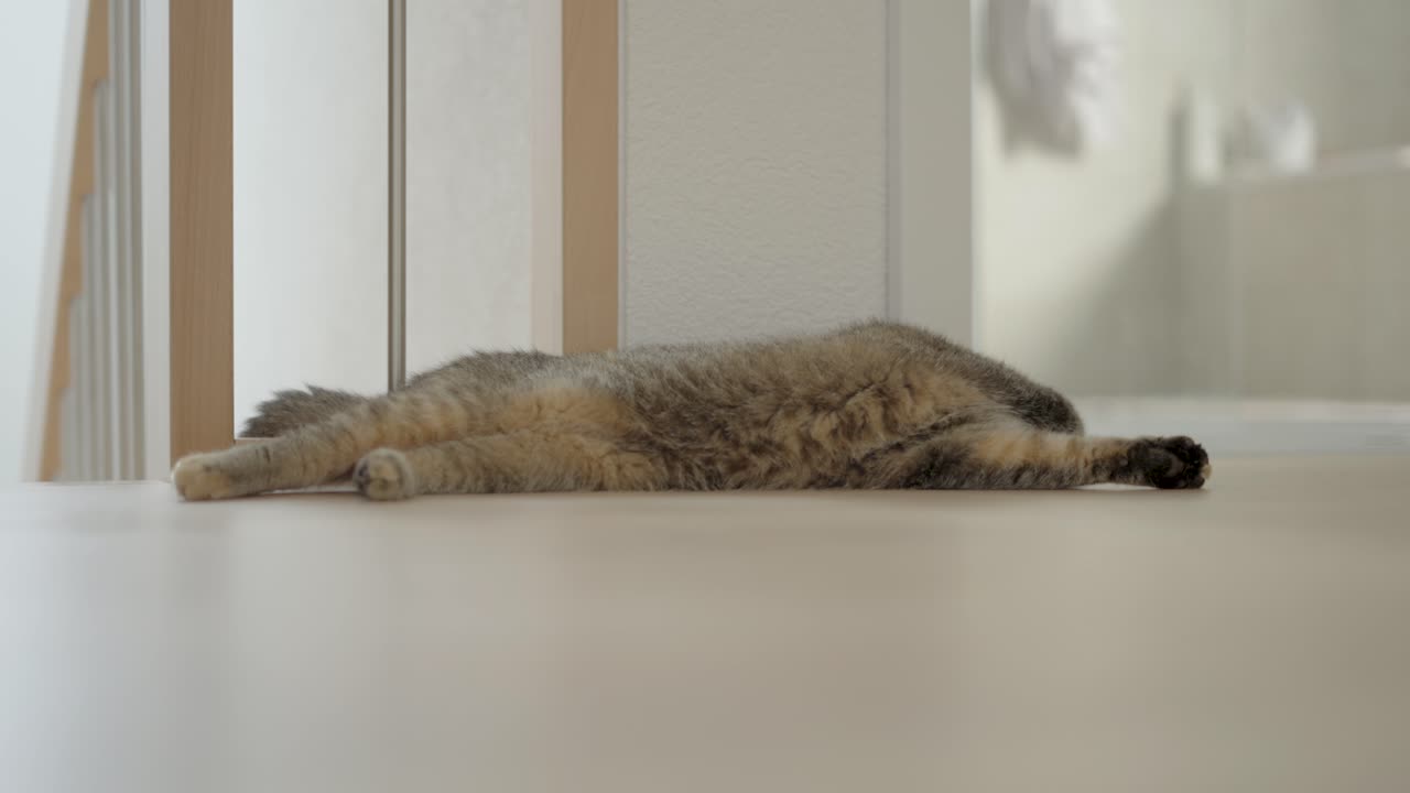 파크 ⁇  바닥에 누워 있는 고양이