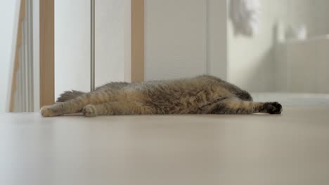 gato acostado en el suelo de parquet