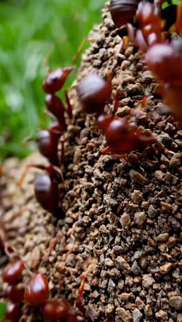 red ants working on ant hill