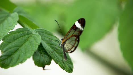 butterfly close up 08