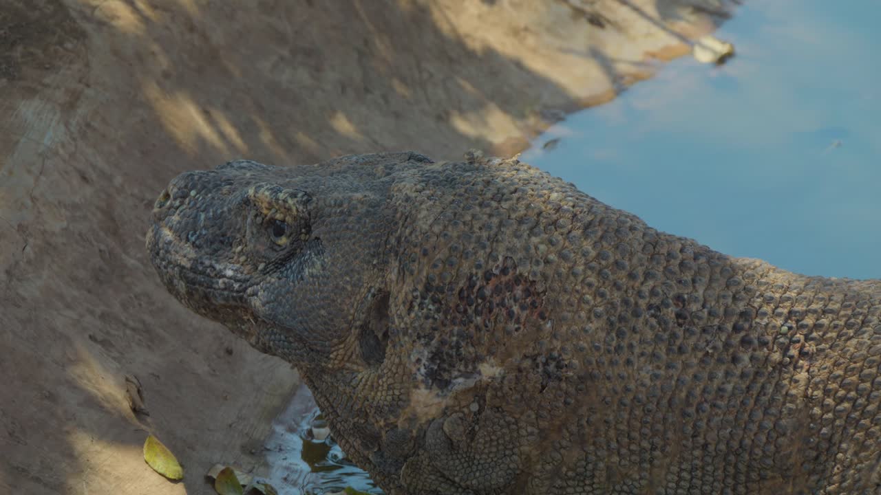 Kopf eines im Teich ruhenden Komodowarans
