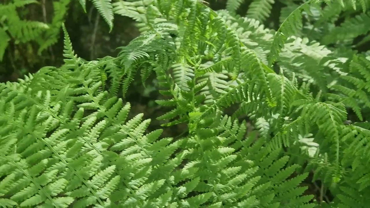 Primo piano di vivaci fronde verdi di felce che crescono nel sottobosco, ondeggiando delicatamente.