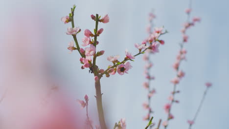 pink peach blossoms in spring